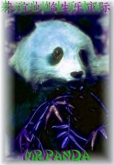 mr_panda.jpg